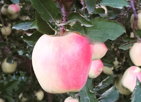 تصویر 2 از قیمت خرید سیب درختی سفید عمده به صرفه و ارزان